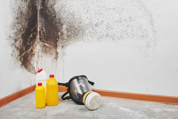 Home Mold Removal in Barberton, OH