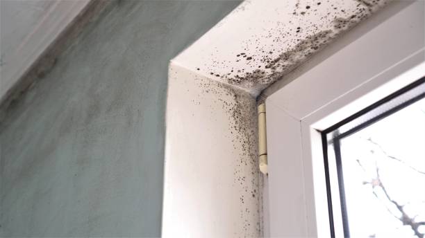 Best Local Mold Removal Service  in Barberton, OH