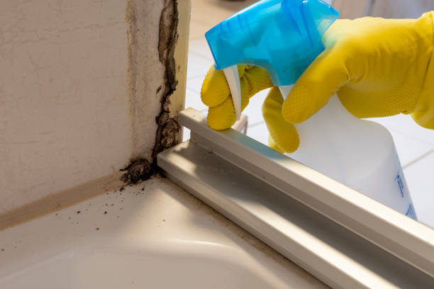 Best Mold Removal Near Me  in Barberton, OH