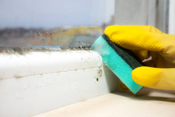 Best Mold Removal Company Near Me  in Barberton, OH