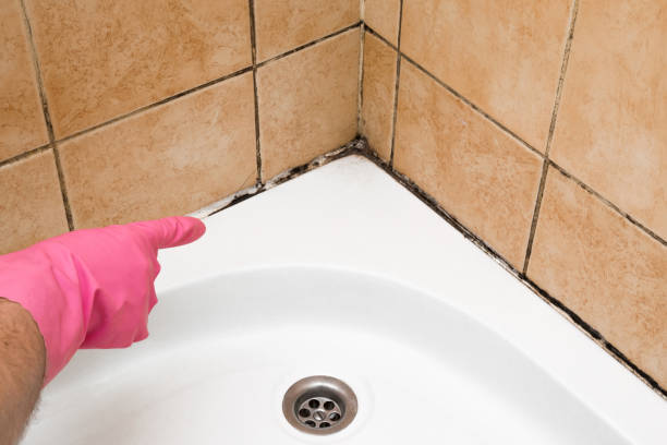 Best Toxic Mold Removal  in Barberton, OH